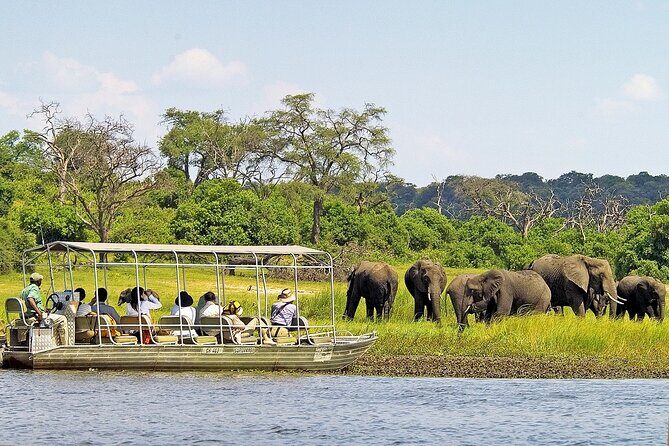 3 Hours Chobe River Boat Cruise - What to Expect on the Tour