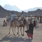 3 Hours Safari Afternoon By ATV Quad & Camel Ride With Transfer - Marsa Alam - Authenticity & Real Traveler Insights