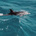 3-Hr Private Snorkeling and Dolphin Watching Tour at Muscat - Why This Tour Provides Great Value
