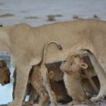 3 hrs Game drive in Chobe National Park (Leon Safaris Gold) - Included Amenities and Their Impact on Your Experience