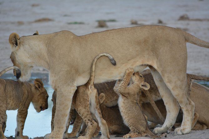3 hrs Game drive in Chobe National Park (Leon Safaris Gold) - Included Amenities and Their Impact on Your Experience