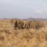 3 nights 4 Days Ruaha National Park - In-Depth Review of the Itinerary and Experience