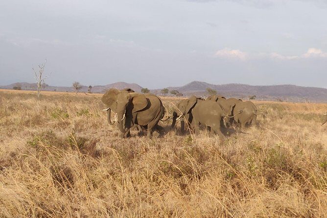 3 nights 4 Days Ruaha National Park - In-Depth Review of the Itinerary and Experience