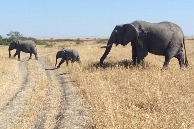 3days/2nights group joining Masai Mara with Masai Village Visit - Authentic Encounters and Wildlife Highlights