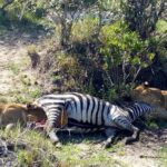 3Days 2nights Masai Mara group joining safari - Key Points