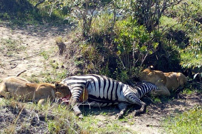 3Days 2nights Masai Mara group joining safari - Key Points