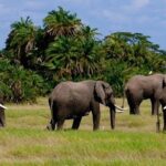 3days masai mara best of lodge safari - The Practical Side: Transportation, Group Size, and Timing