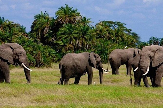 3days masai mara best of lodge safari - The Practical Side: Transportation, Group Size, and Timing