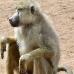 3days Masai Mara private safari with a 4x4 land cruiser Jeep - Why Choose This Tour? An In-Depth Look