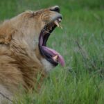 3Days Safari to Tarangire Ngorongoro and manyara lodge safari - Detailed Breakdown of the Itinerary