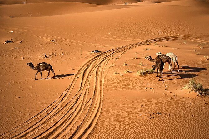 4-Day, 3-Night Marrakech to Marrakech Desert tour - Exploring the Details of the Itinerary