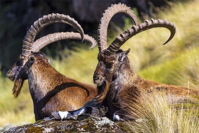 4 Day Adventure Tour in Simien Mountains - Who Should Consider This Tour?