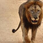4 Day All Incl. Private Kruger Park Safari and Transfer From Nelspruit - The Practicalities: What’s Included and What to Consider