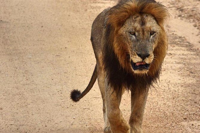 4 Day All Incl. Private Kruger Park Safari and Transfer From Nelspruit - The Practicalities: What’s Included and What to Consider