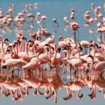 4 Day: Astonishing Group Safari - The Long But Spectacular Drive to Serengeti