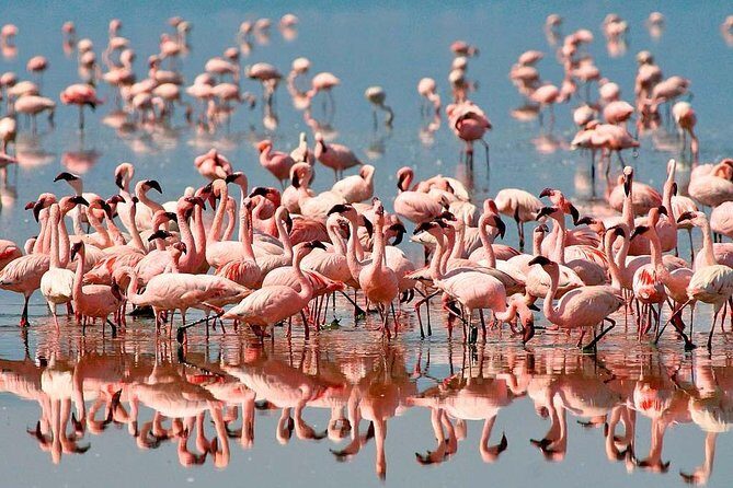 4 Day: Astonishing Group Safari - The Long But Spectacular Drive to Serengeti