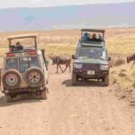 4-Day Basic Safari with Serengeti, Ngorongoro, & Tarangire - Final Thoughts: The Real Value of the 4-Day Safari