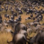 4-Day Best of Tanzania Safari - Who Should Book This Safari?