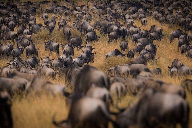 4-Day Best of Tanzania Safari - Who Should Book This Safari?