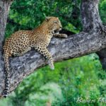 4 Day Bubezi Classic Safari & Panoramic Tour - Lodge and Accommodation Experience