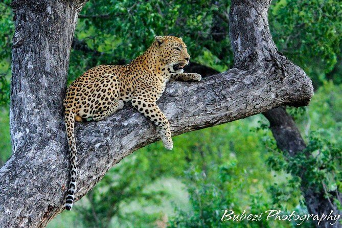 4 Day Bubezi Classic Safari & Panoramic Tour - Lodge and Accommodation Experience