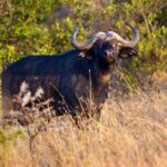 4-Day Budget Camping Safari: Masai Mara & Lake Nakuru - What’s Included and What to Consider