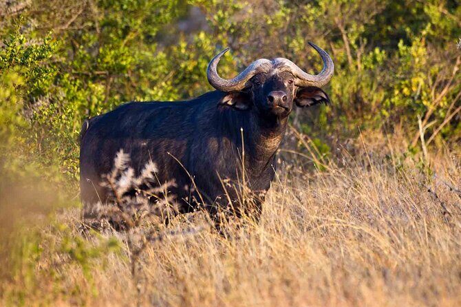 4-Day Budget Camping Safari: Masai Mara & Lake Nakuru - What’s Included and What to Consider