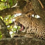 4 Day Budget Kruger National Park Safari - What’s Included and What’s Not