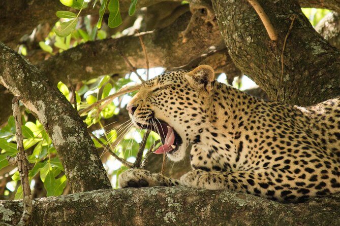 4 Day Budget Kruger National Park Safari - What’s Included and What’s Not
