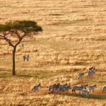 4-Day Camping on the Big Five Private Safari - The Value of This Safari Experience