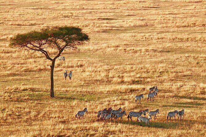 4-Day Camping on the Big Five Private Safari - The Value of This Safari Experience