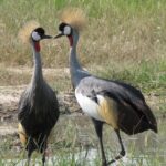 4-Day Discover Victoria Falls, Chobe and Hwange Park - What Makes This Tour Stand Out