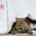 4-Day Etosha And Swakopmund Accommodated Adventure from Windhoek - Who Will Love This Tour?