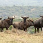 4-Day fascinating Camping Safari in Tanzania - Final Thoughts: Who Will Love This Safari?