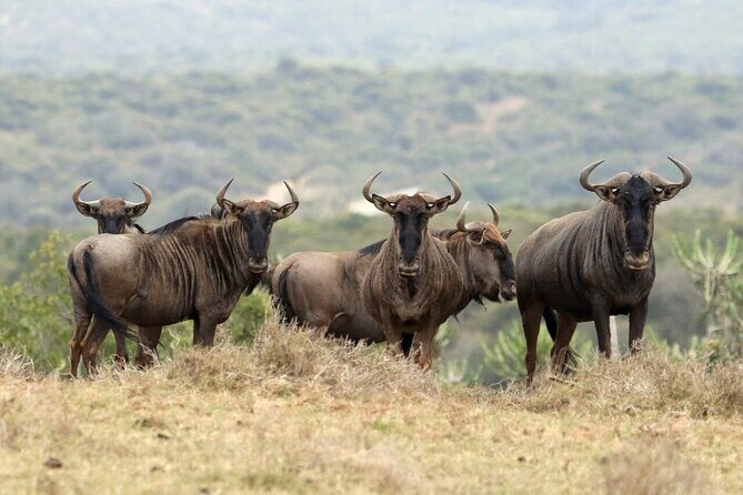4-Day fascinating Camping Safari in Tanzania - Final Thoughts: Who Will Love This Safari?