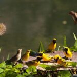 4 Day Garden Route Tour from CapeTown Small Group Hiking and Game - Practical Aspects and Considerations