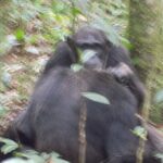4 Day Golden Monkeys Bwindi Gorillas Wildlife and Chimps Trek - Practical Considerations and What You’ll Love
