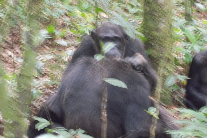 4 Day Golden Monkeys Bwindi Gorillas Wildlife and Chimps Trek - Practical Considerations and What You’ll Love