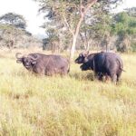 4 Day Gorilla and Wildlife Safari in Uganda - Practical Considerations