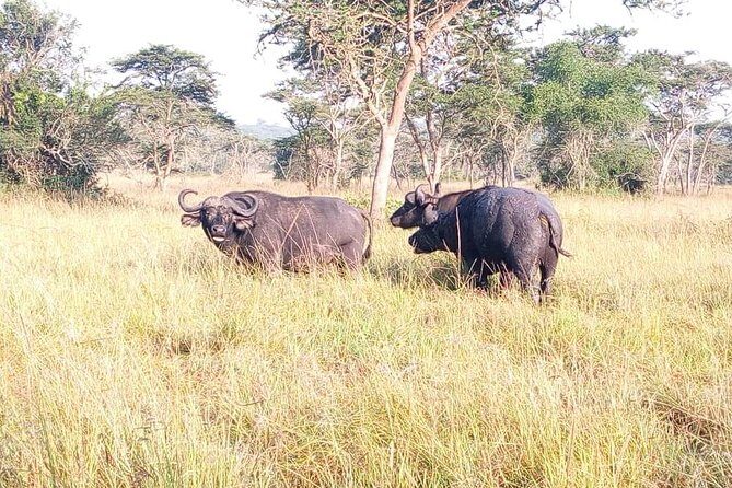 4 Day Gorilla and Wildlife Safari in Uganda - Practical Considerations
