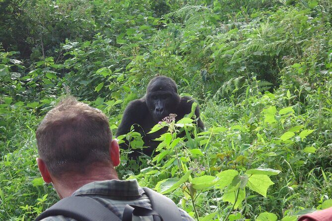 4-Day Gorilla & Chimpanzee Trekking Luxury Fly-in Tour in Uganda - Practical Aspects & Tips for Travelers