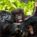 4 Day Gorilla Trekking & Golden Monkeys - What Makes This Tour Stand Out?