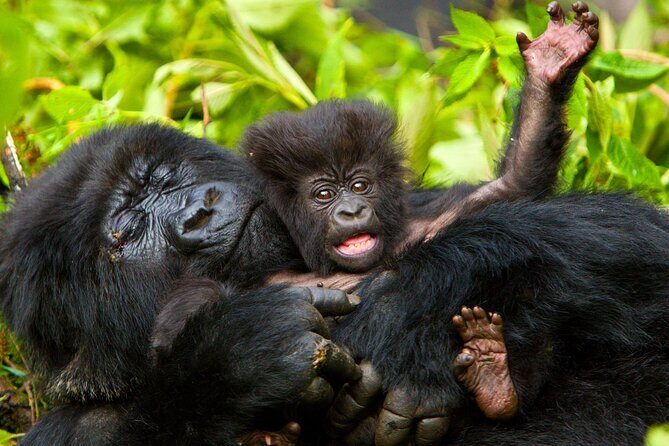 4 Day Gorilla Trekking & Golden Monkeys - What Makes This Tour Stand Out?