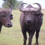 4-Day Gorillas, Wildlife and Chimpanzee Trek at Kalinzu Forest - Practical Details and Considerations