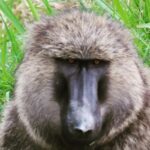 4 Day Gorillas, Wildlife and Chimpanzee Trek at Kibale - Practical Tips for Booking & Enjoying the Tour