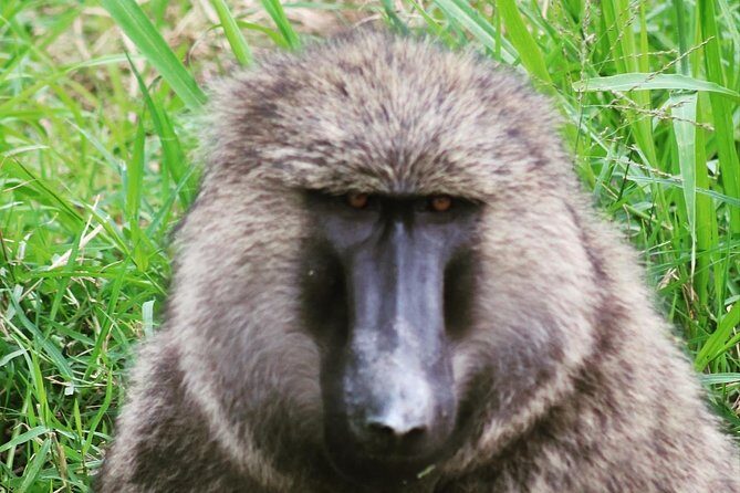 4 Day Gorillas, Wildlife and Chimpanzee Trek at Kibale - Practical Tips for Booking & Enjoying the Tour
