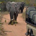 4 Day Greater Kruger Kapama Game Lodge Safari with Panorama Route Journey - Why This Tour Offers Great Value