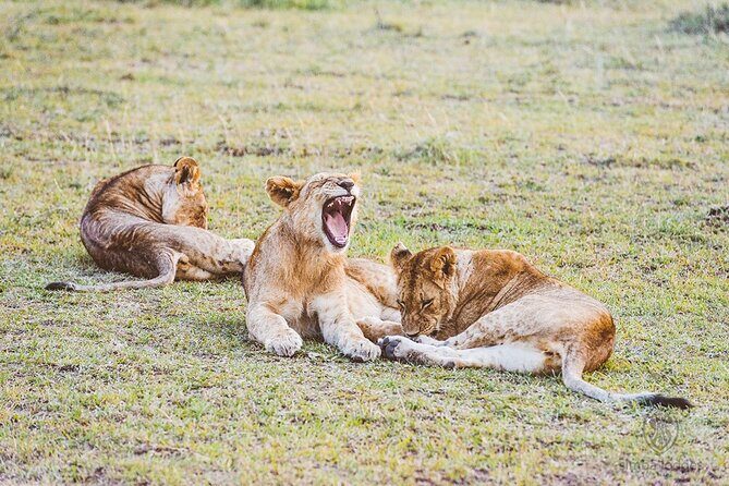 4 day Group Safari To Maasai Mara and L. Nakuru Park by 4x4 jeep - Who is This Tour Best For?