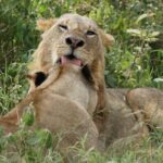 4-Day Group Safari to Maasai Mara & Lake Nakuru- 4 x 4 jeep - Transportation and Accommodation