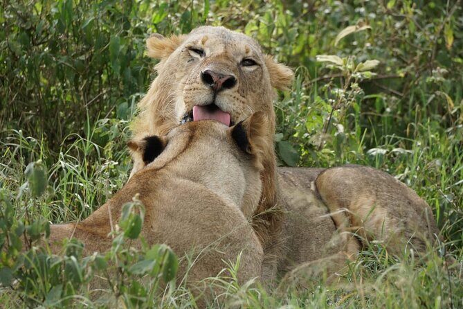 4-Day Group Safari to Maasai Mara & Lake Nakuru- 4 x 4 jeep - Transportation and Accommodation